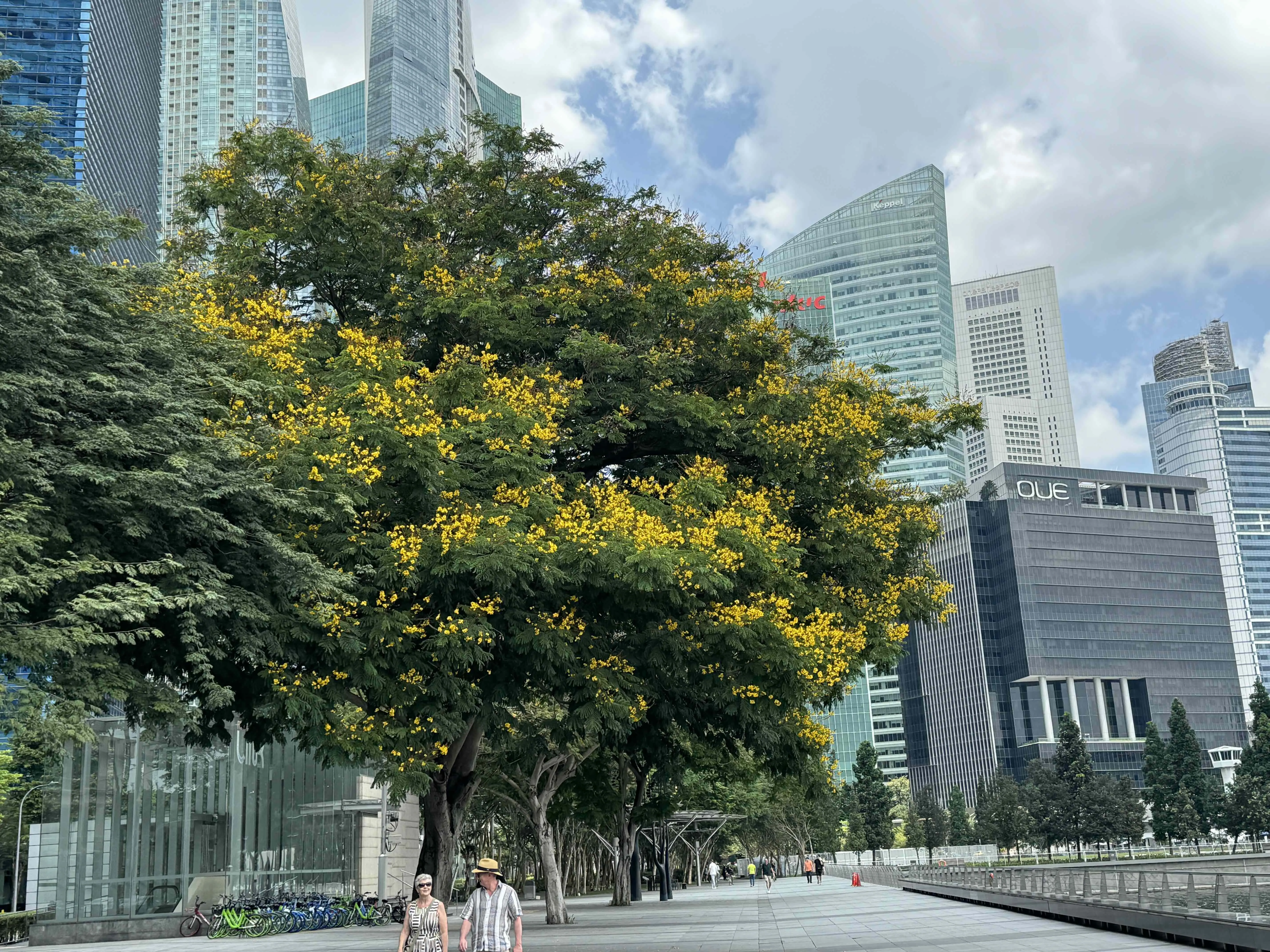 A blooming tree in Downtown Singapore