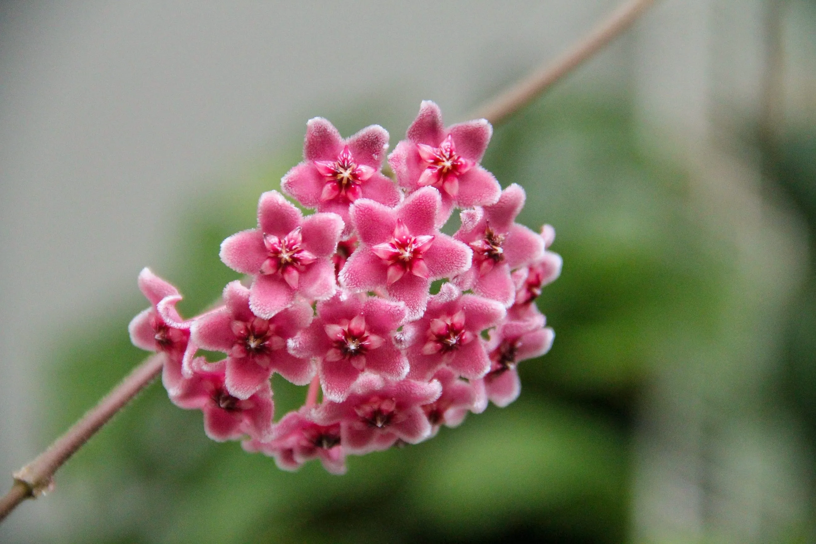 A hoya plant blooming pink flowers