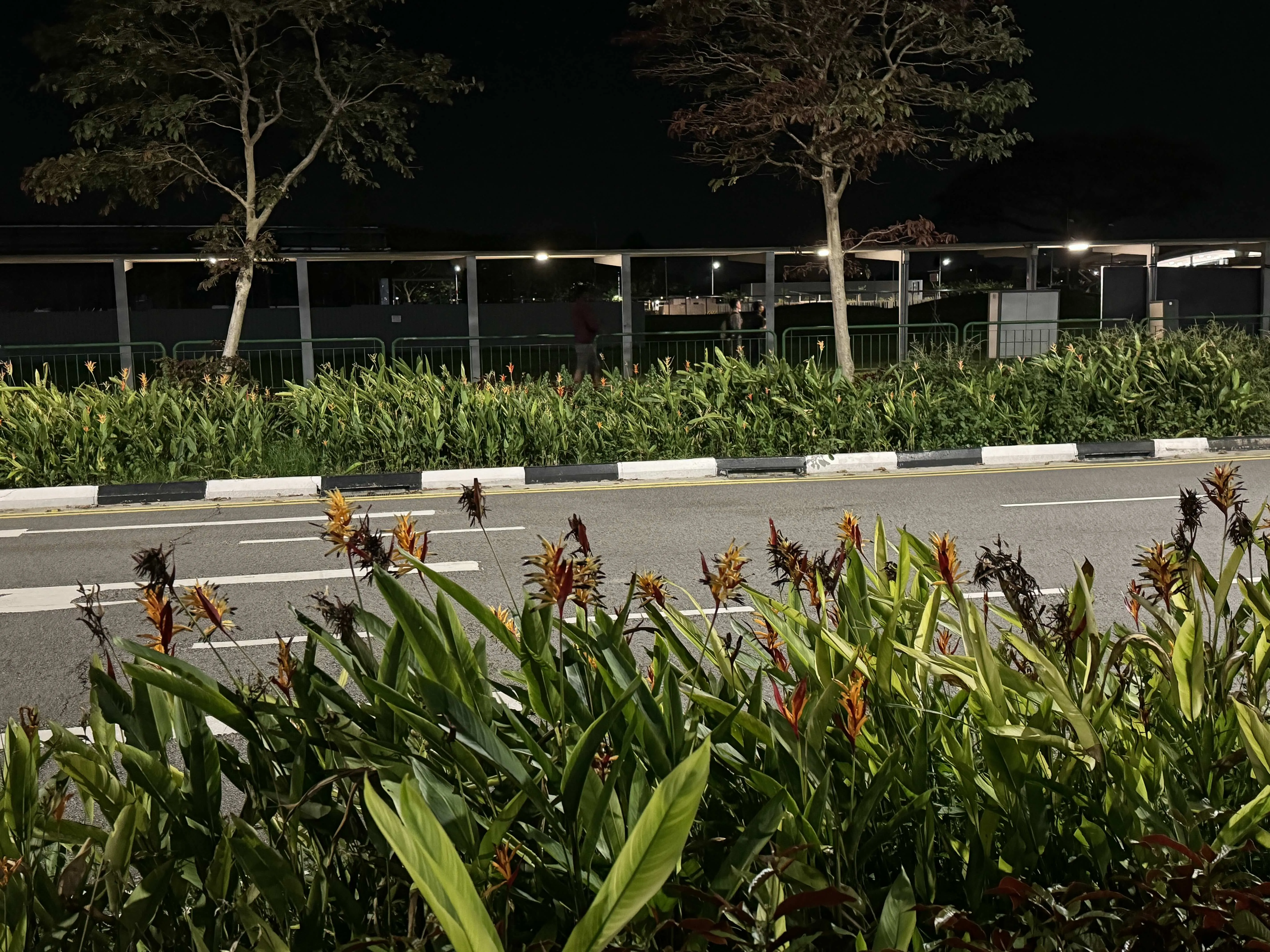 Bird of paradise bushes on the Singapore roadsides.