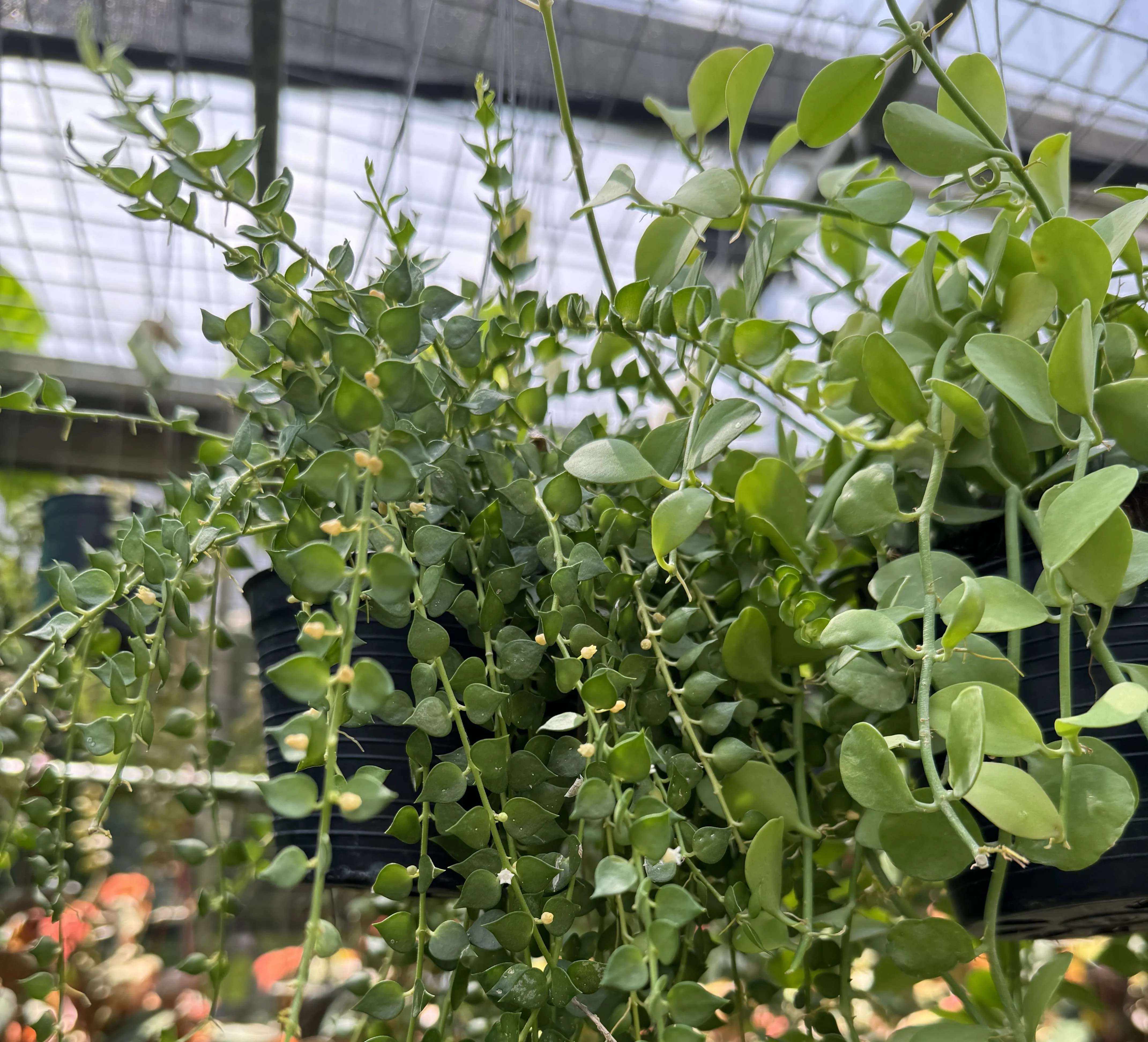 Million hearts Dischidia in a Singapore nursery