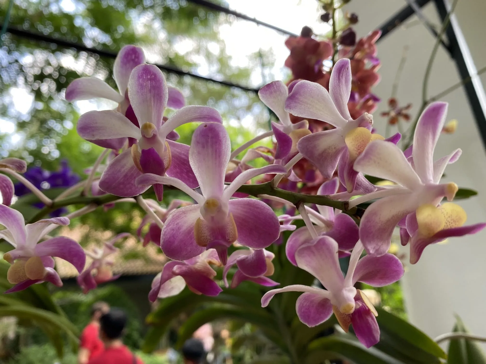 Purple hybrid orchid species