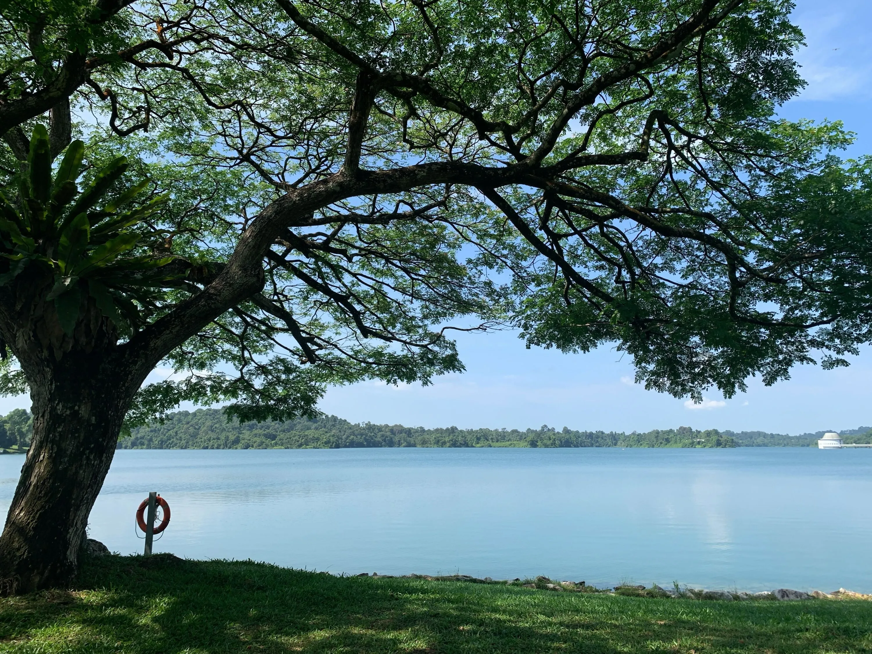 A big tree in Lower pierce reservior