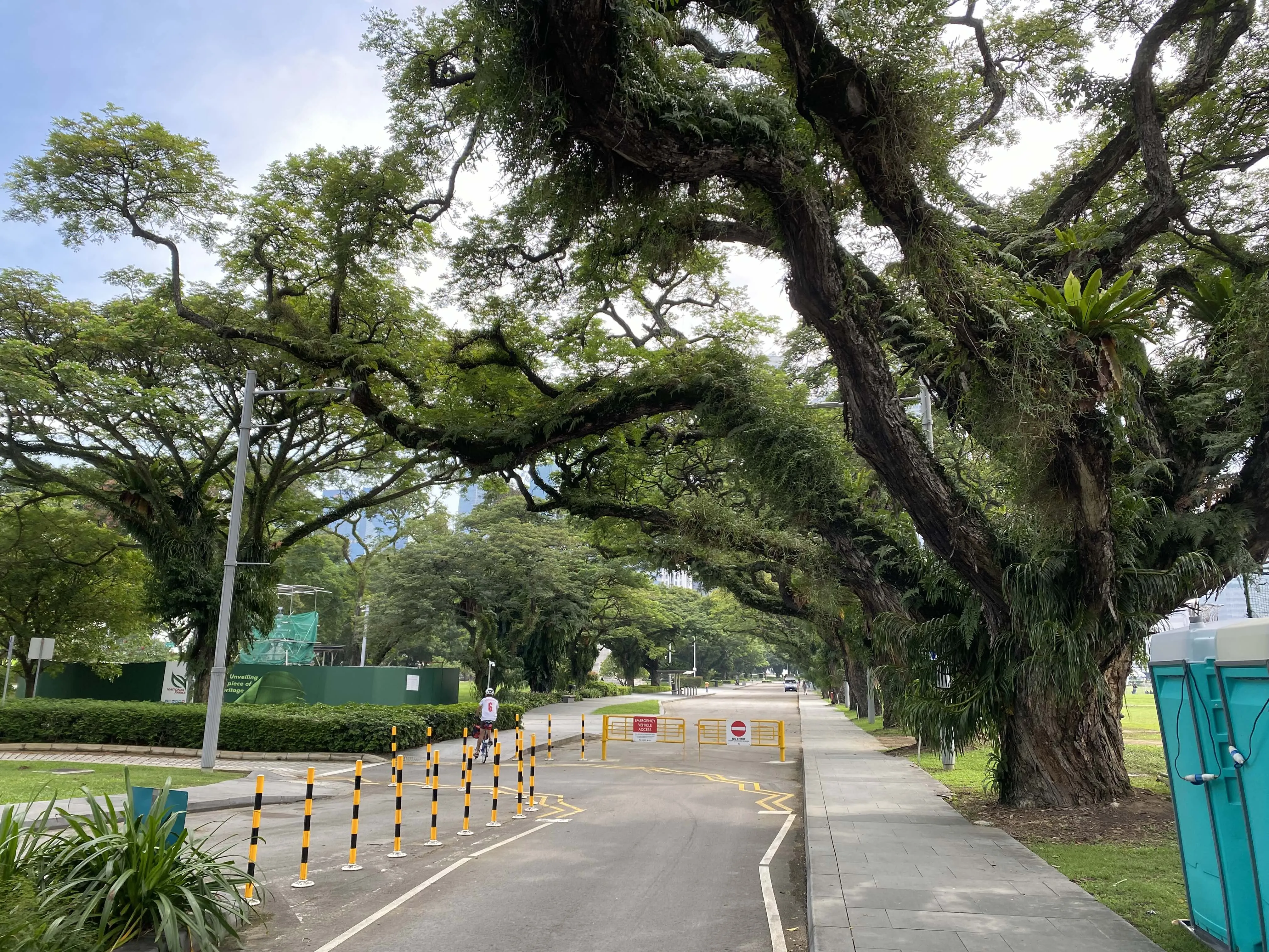 Old trees growing near the Padang area with sprawling branches.